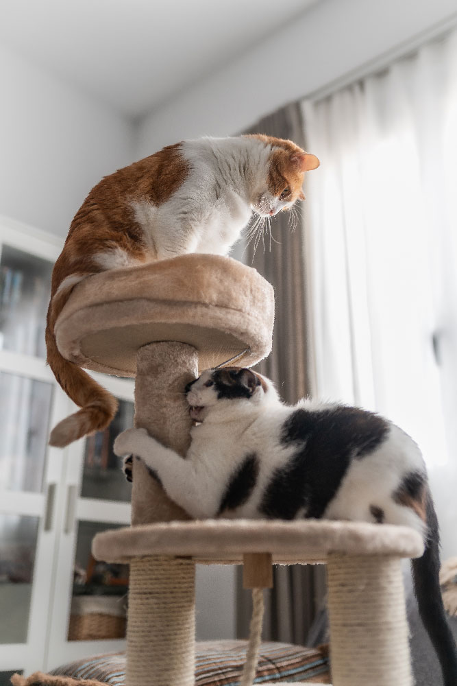 Zwei verspielte Katzen auf einem Kratzbaum – glückliche Stubentiger, die ihre Zeit in vertrauter Umgebung genießen, während sie liebevoll von deiner Katzensitterin in Volketswil betreut werden.