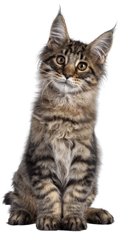 Deine Katze fühlt sich sicher und wohl in ihrem Zuhause – professionelle Katzenbetreuung in Volketswil und Umgebung für entspannte und glückliche Stubentiger.