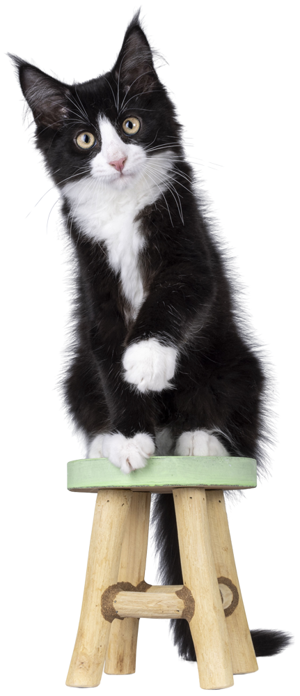 Deine Katze genießt ihre Zeit in vertrauter Umgebung – liebevolle und individuelle Katzenbetreuung in Volketswil für glückliche und entspannte Stubentiger.